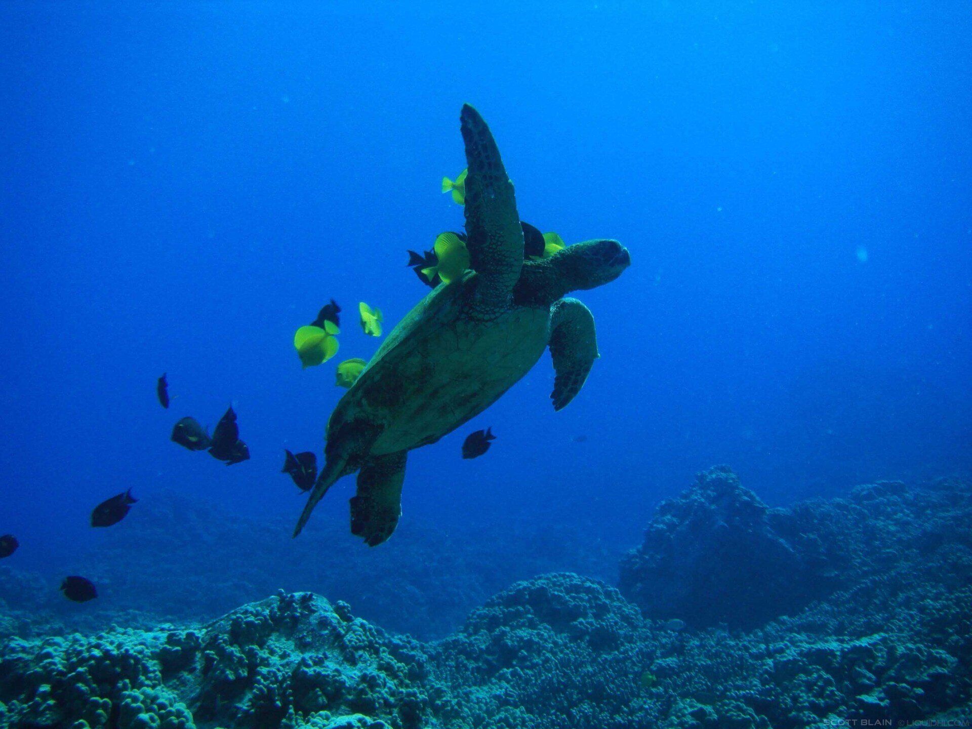 Sea turtle swimming over a blue coral reef with small fish nearby