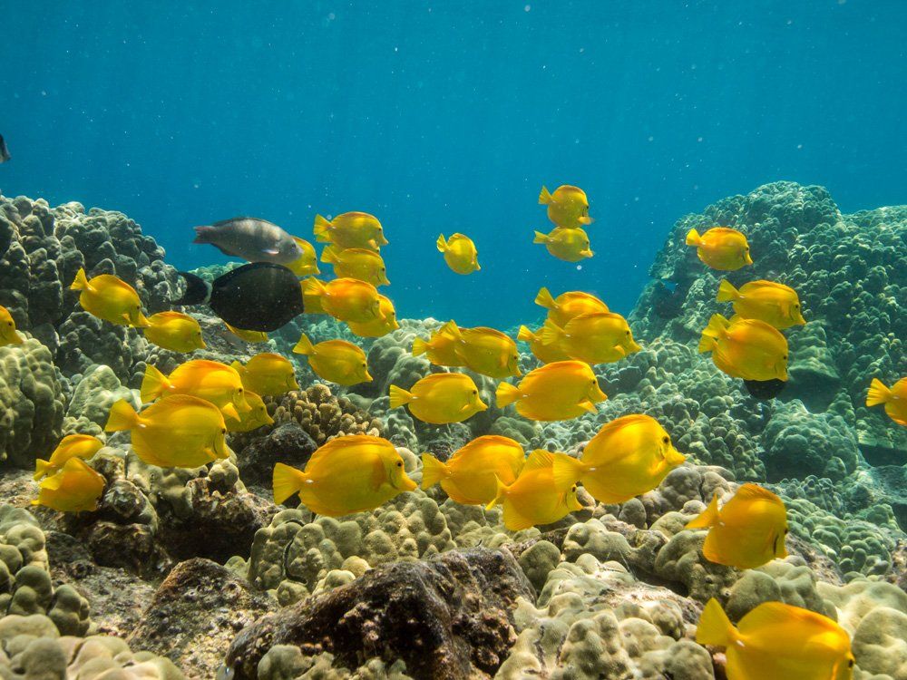 Yellow fish swimming over a coral reef in clear blue water