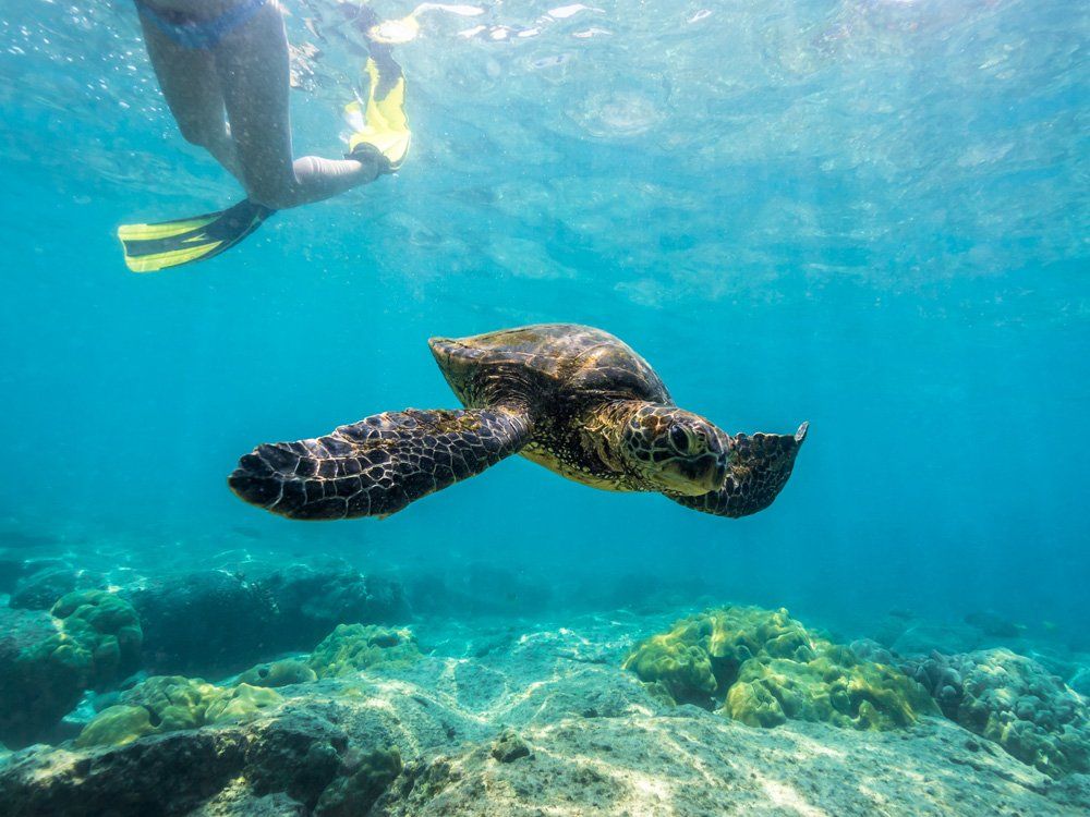 Sea turtle swimming underwater near a snorkeler above coral reef