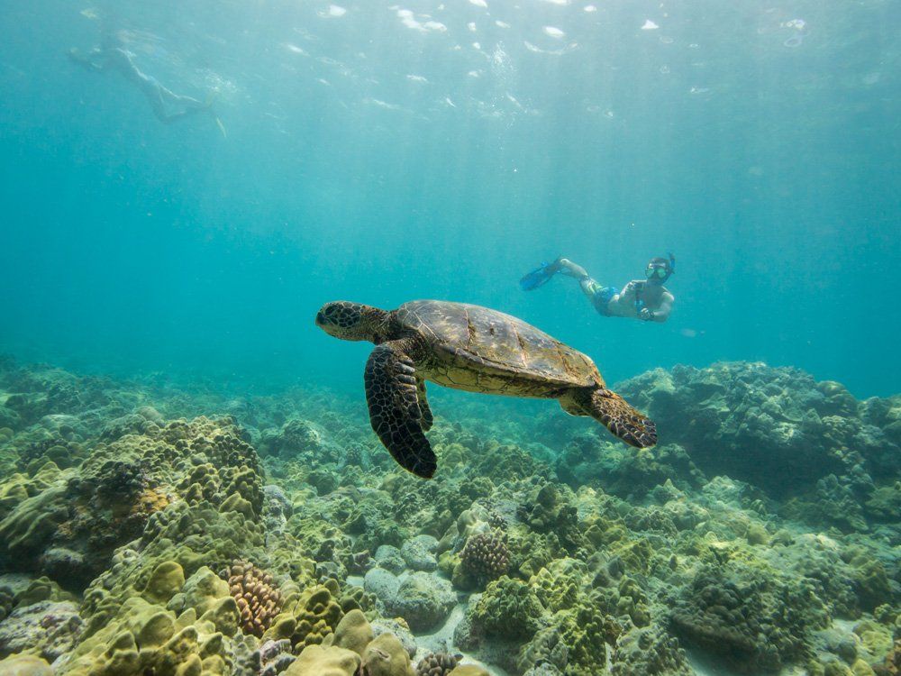 Sea turtle swimming over a coral reef, with a diver in the blue ocean background.