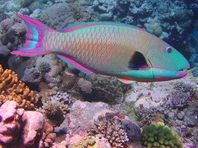 Colorful parrotfish swimming over a coral reef, with bright pink and turquoise markings.