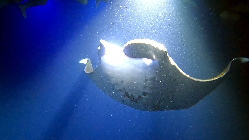 see manta rays in Hawaii 