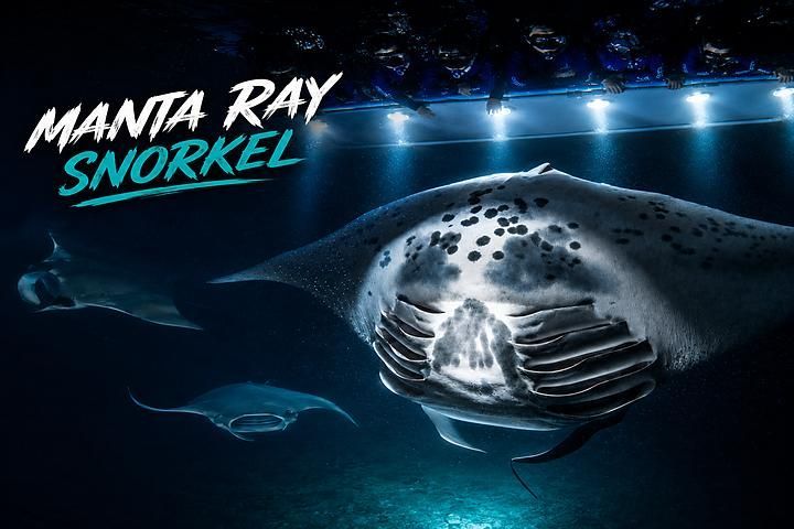 best snorkel with manta rays Hawaii Manta Ray snorkel best thing to do in kona Hawaii. Small group snorkel