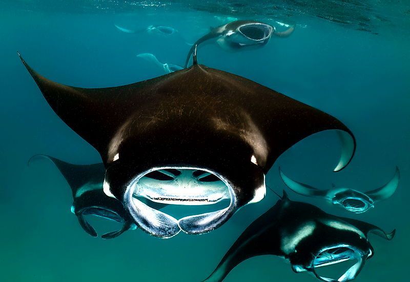 land manta ray snorkelers holding onto a light board at night