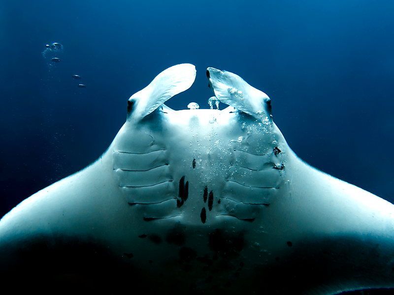 Manta Ray snorkel Accommodate kids, non-swimmers, and not-strong swimmers