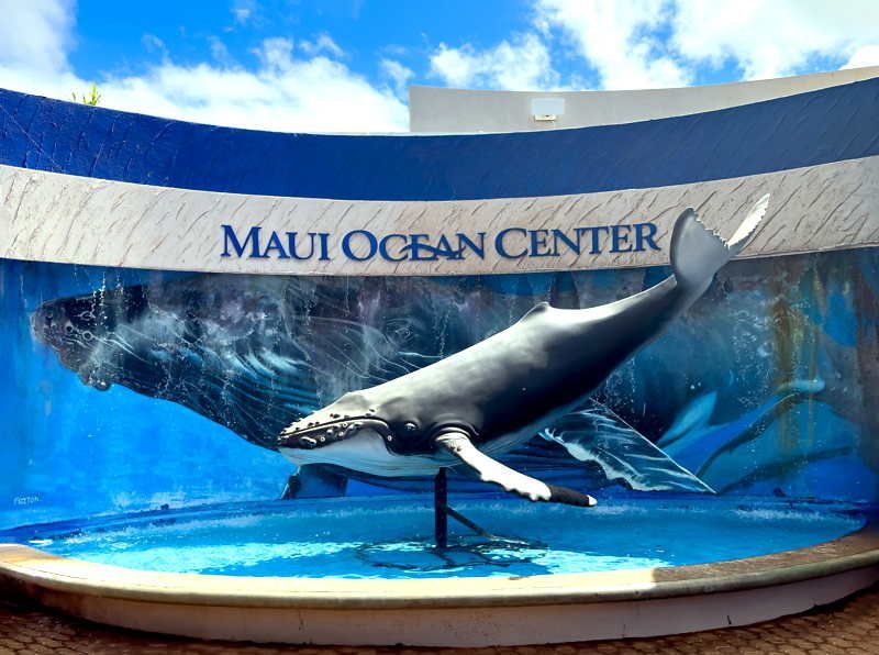 Best Highlights of Maui tour for cruise ship guests