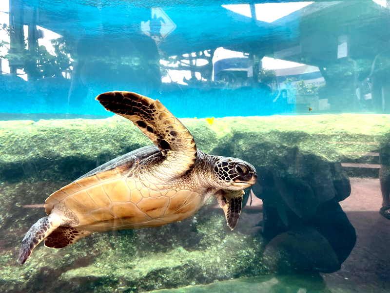 ruise ship friendly Maui highlights tour from Kahului Harbor