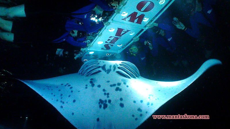 Snorkelers watching manta rays during a night snorkel tour in Kailua-Kona, Hawaii