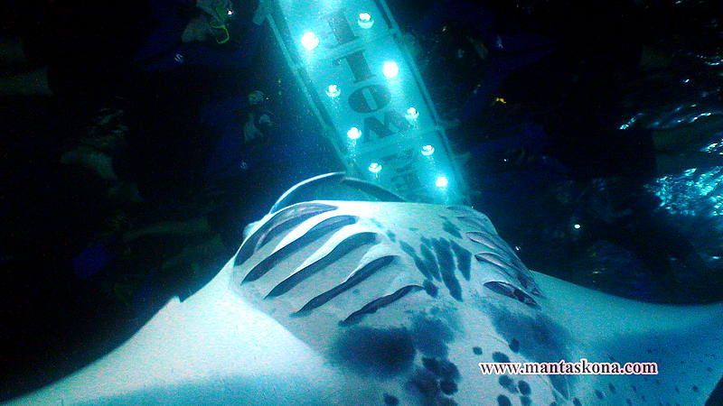 Manta Ray snorkel for kids, non-swimmers, and not-strong swimmers