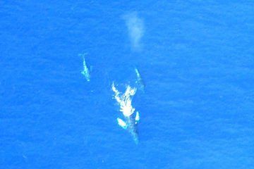 Two dolphins swimming in bright blue ocean water, seen from above
