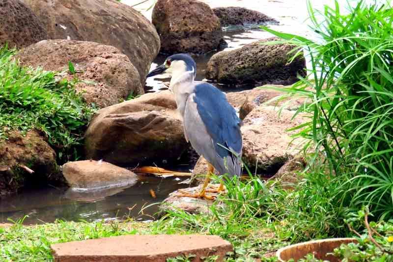 Kahului cruise port tour to Iao Valley and Maui Tropical Plantation