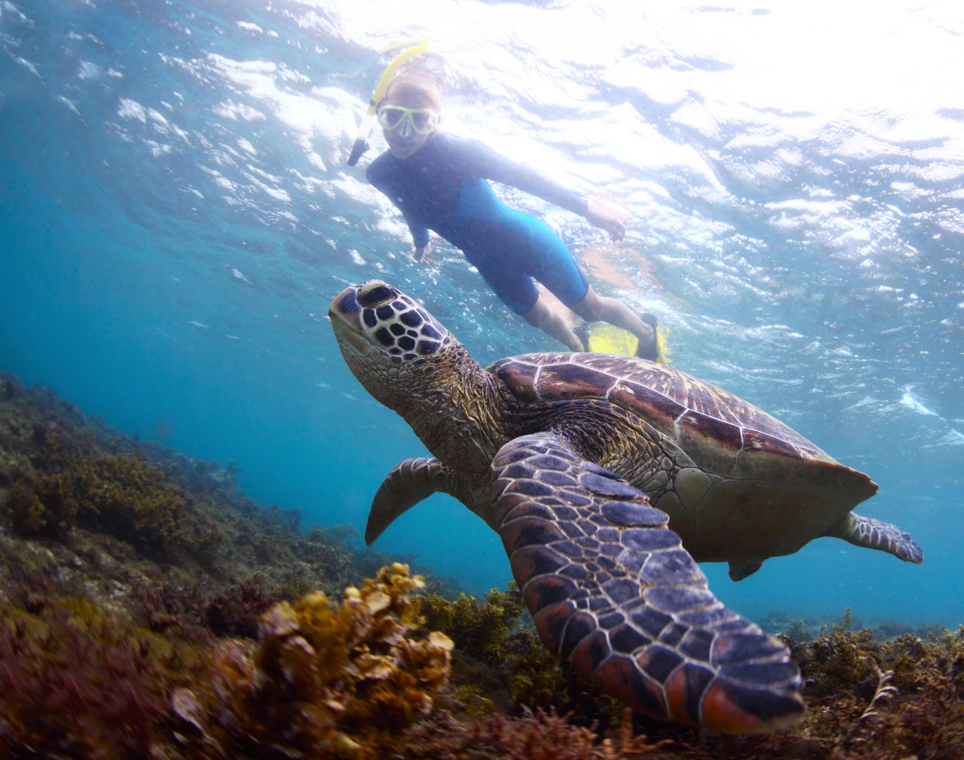 Snorkeler swimming above a sea turtle over a coral reef in clear blue water
