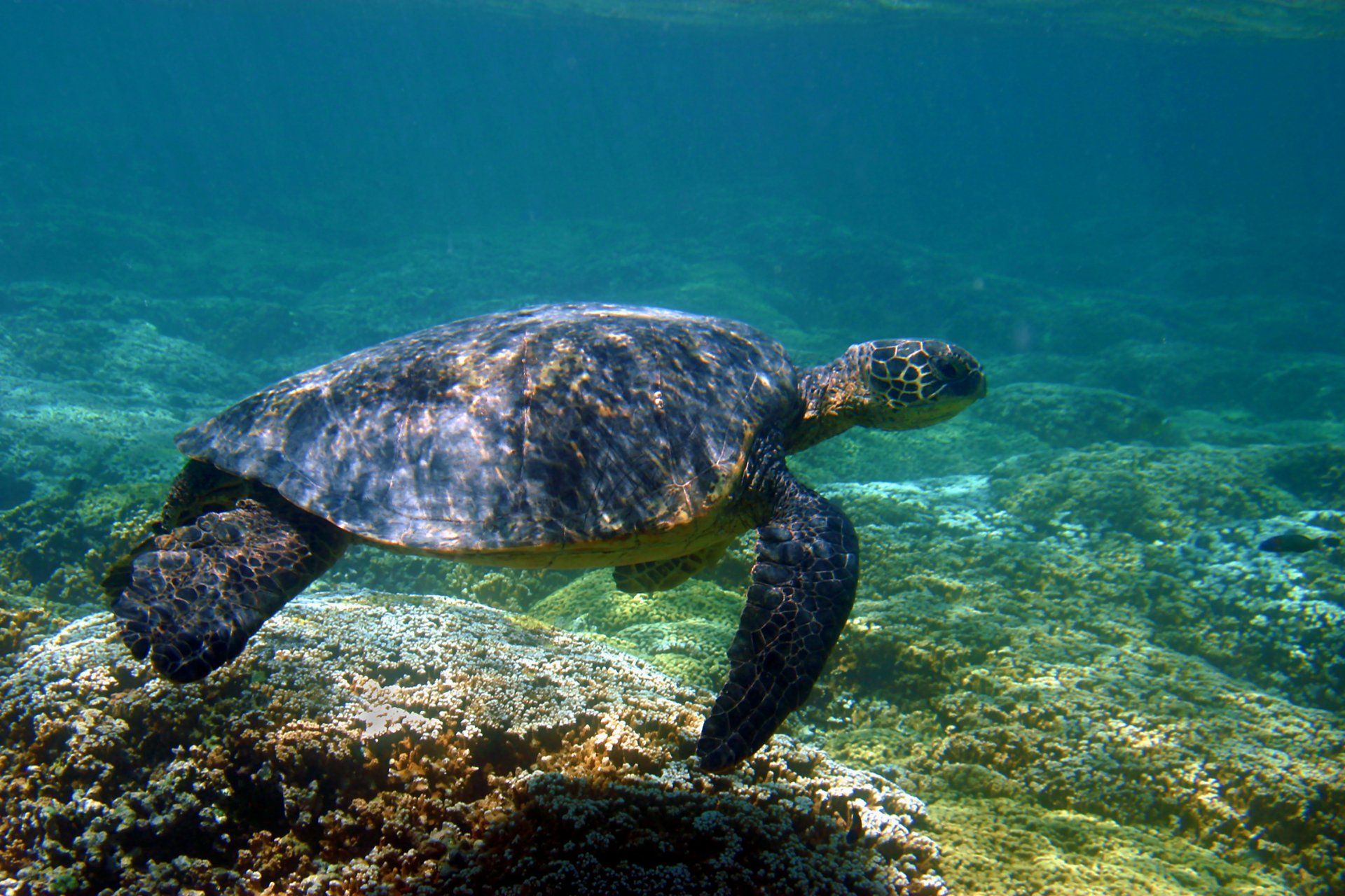 Sea turtle swimming over a coral reef in clear blue water