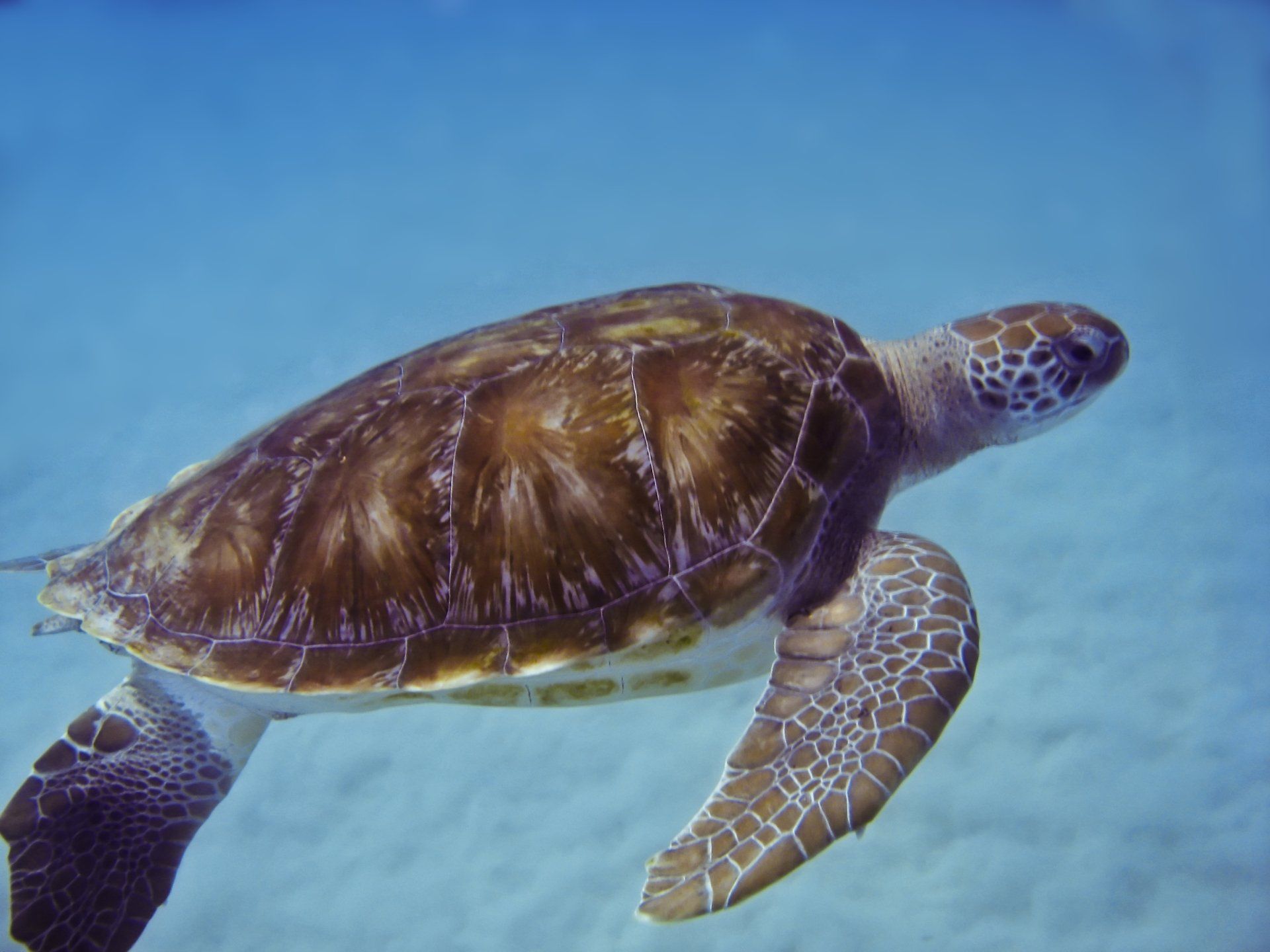 Sea turtle swimming underwater in clear blue ocean