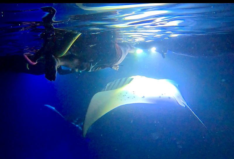 Manta ray snorkel experience in Kailua-Kona on the Big Island of Hawaii