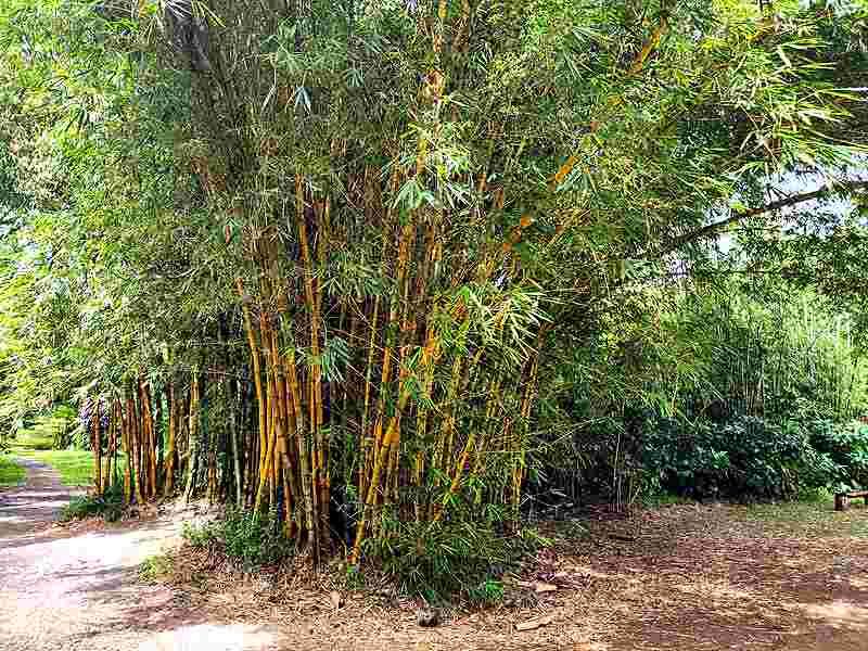 Private Hana Highway tour for cruise ship guests in Maui