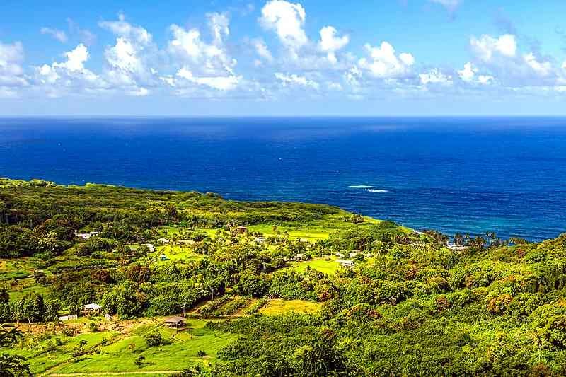Painted eucalyptus trees on the Hana Highway in Maui