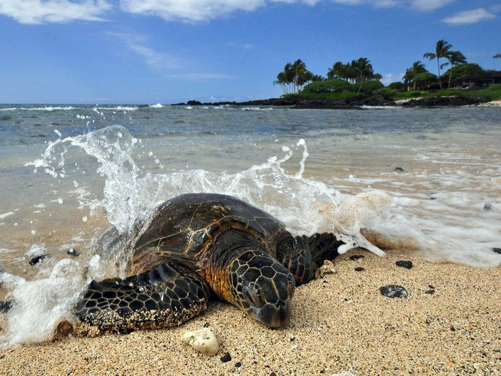 Sea Turtles in Kona Hawaii