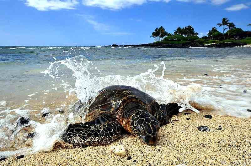 Ho‘okipa Beach sea turtles on Maui shore excursion