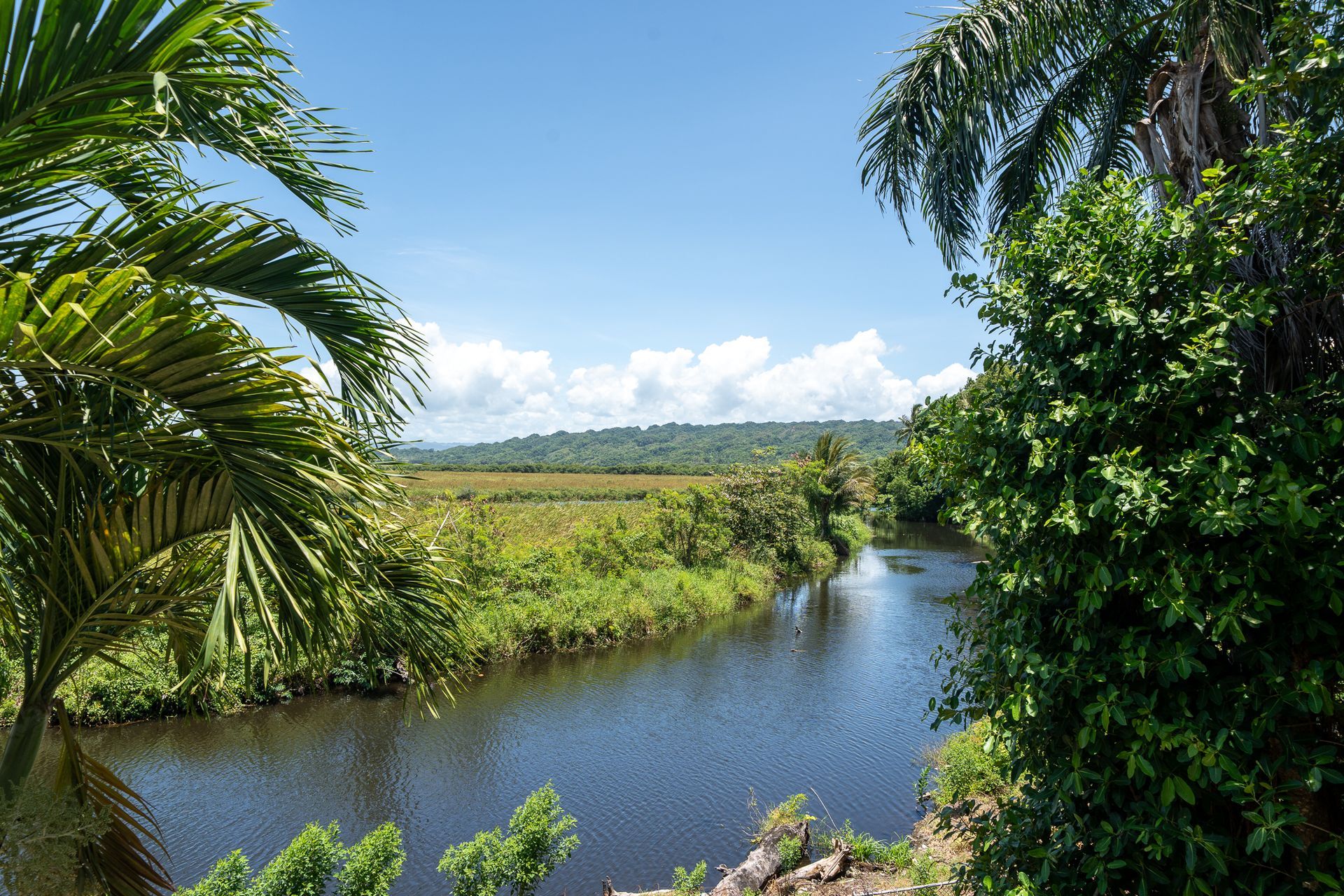 Lush tropical river under a blue sky, framed by palm trees and dense green foliage