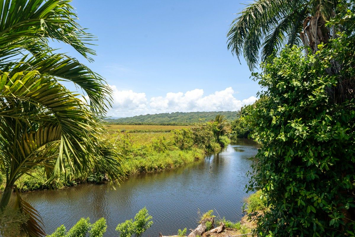 Lush tropical river winding through green fields under a bright blue sky, framed by palm trees