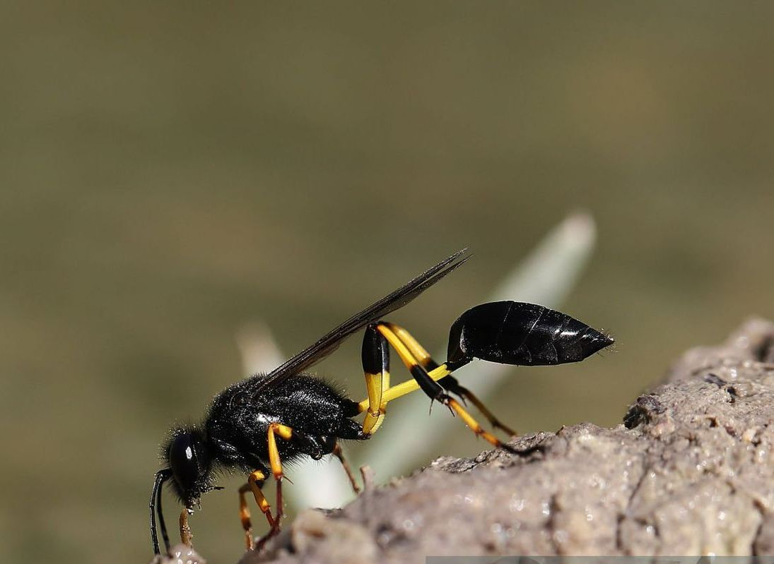 Exterminator | Brownstown, MI | Downriver Pest Control