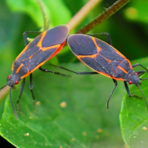 mite