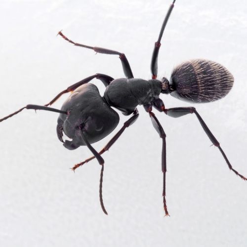 Carpenter Ant