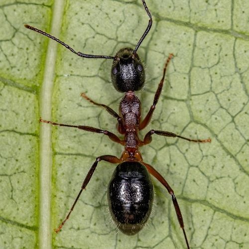 Odorous House Ant