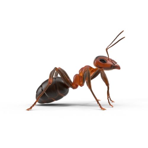 Pavement Ants - Tiny Ants