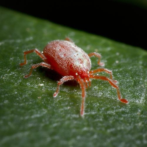 mite