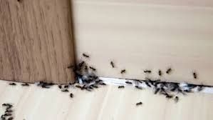 Carpenter Ant
