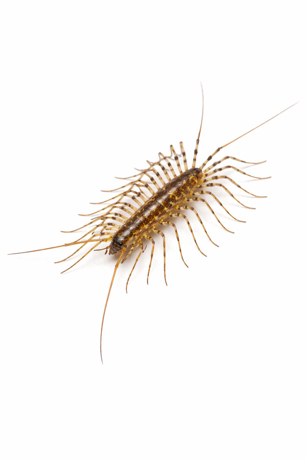 Centipede