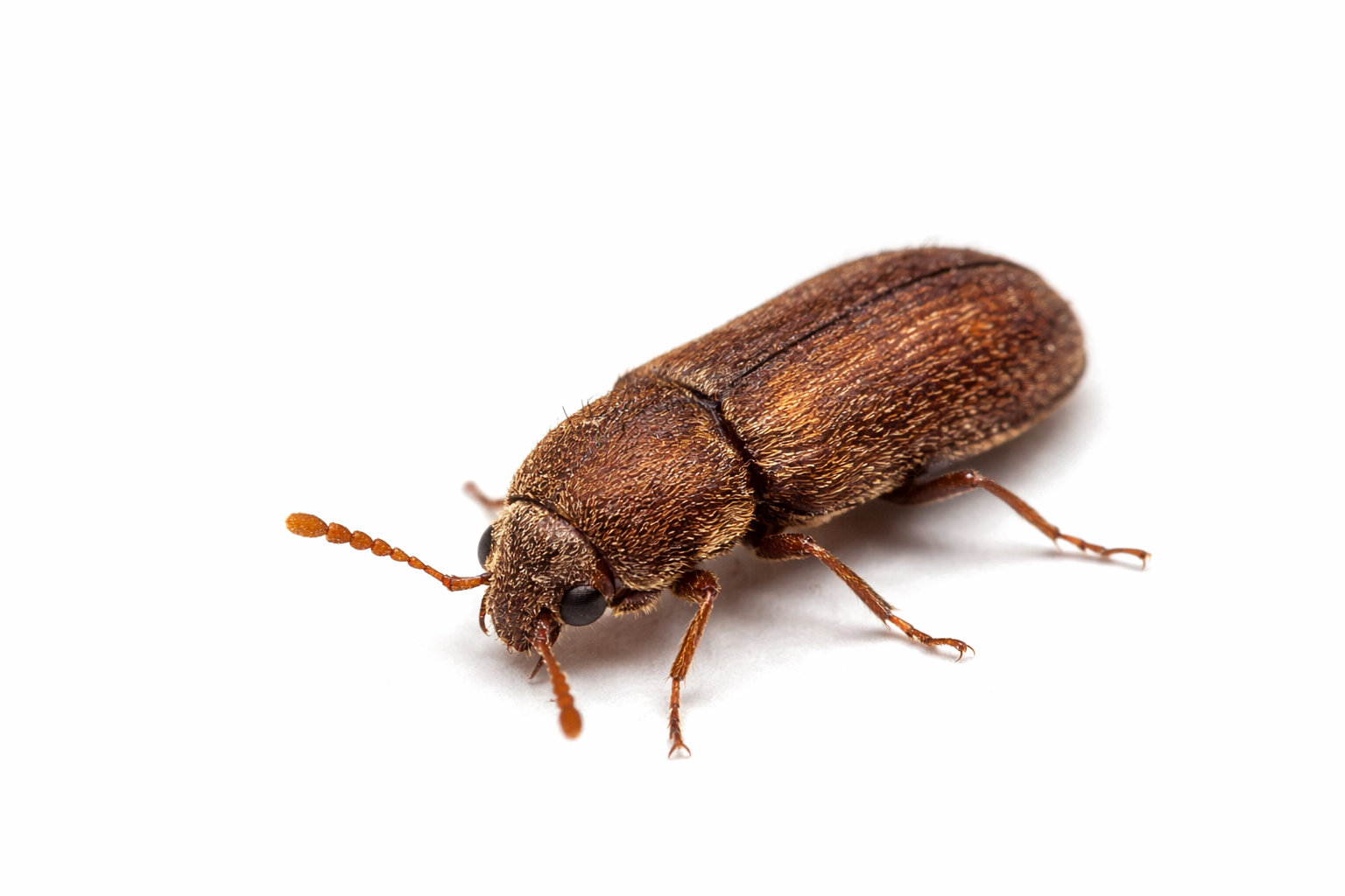 Pantry beetle pest control