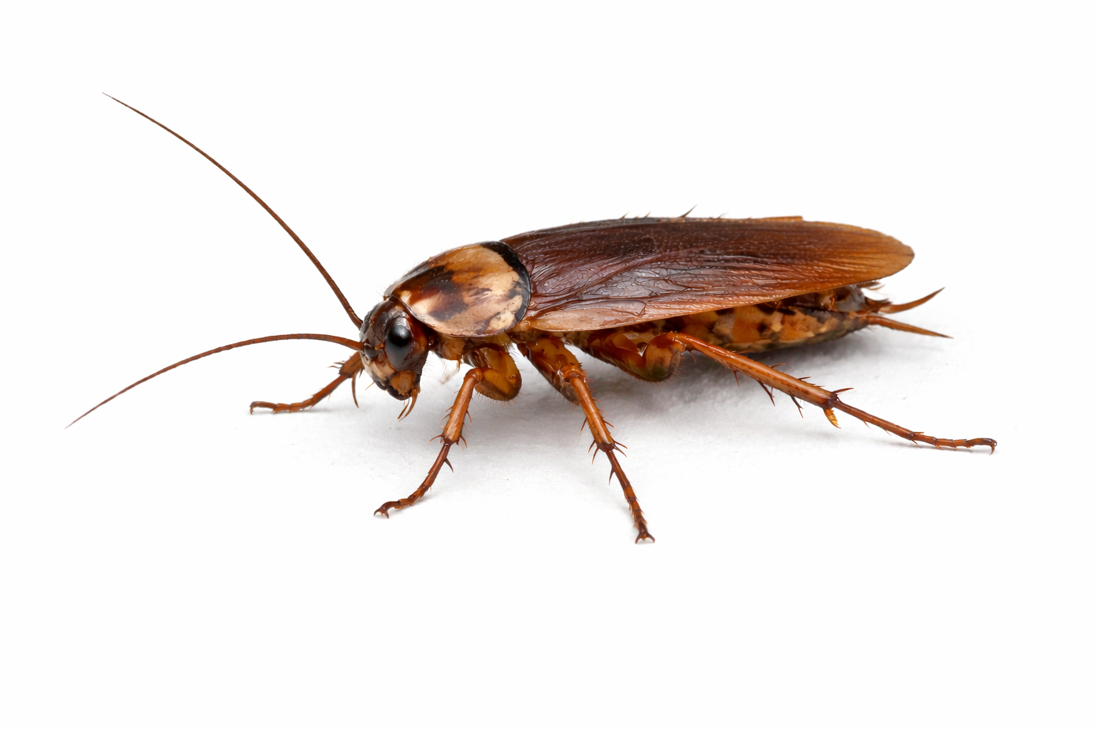 Roach pest control