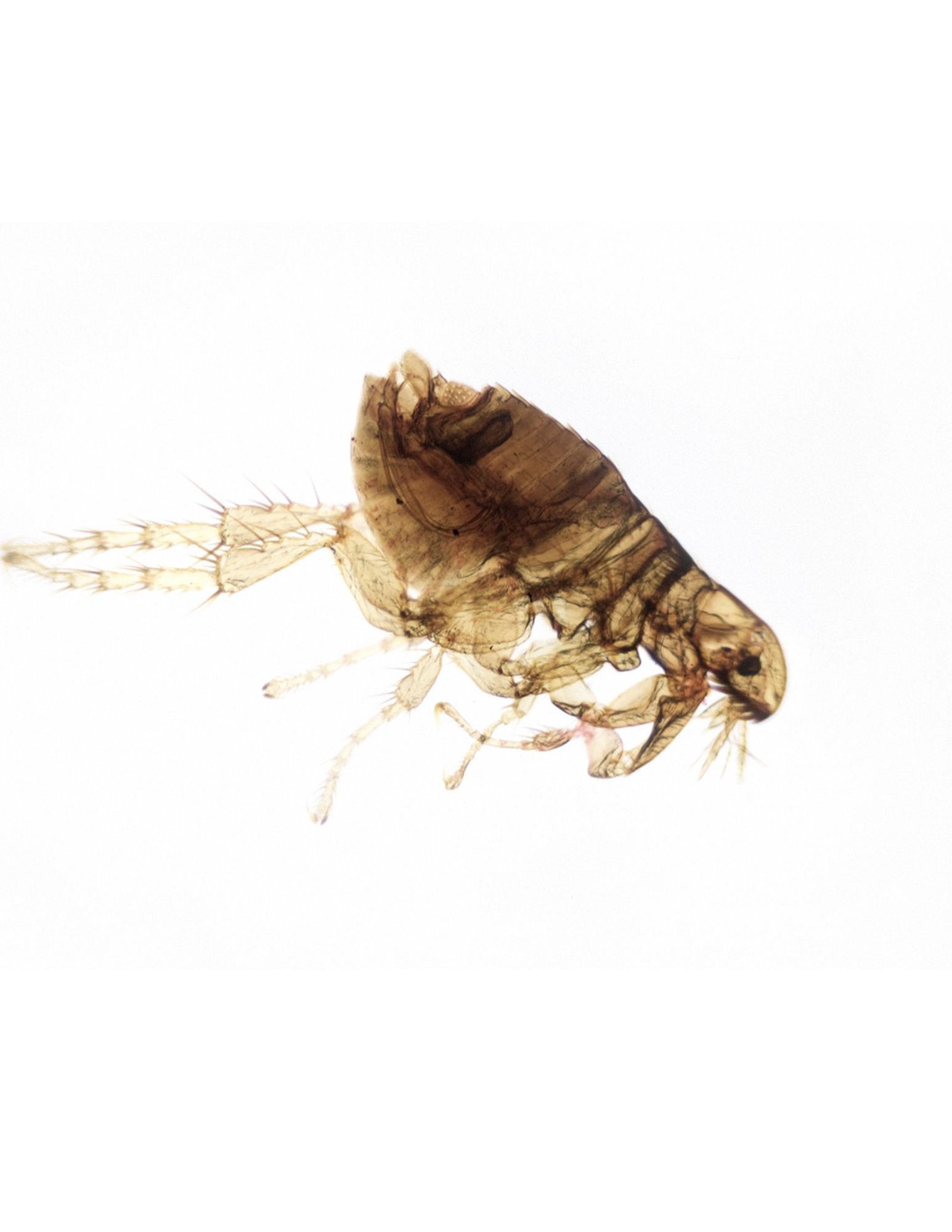 flea pest control