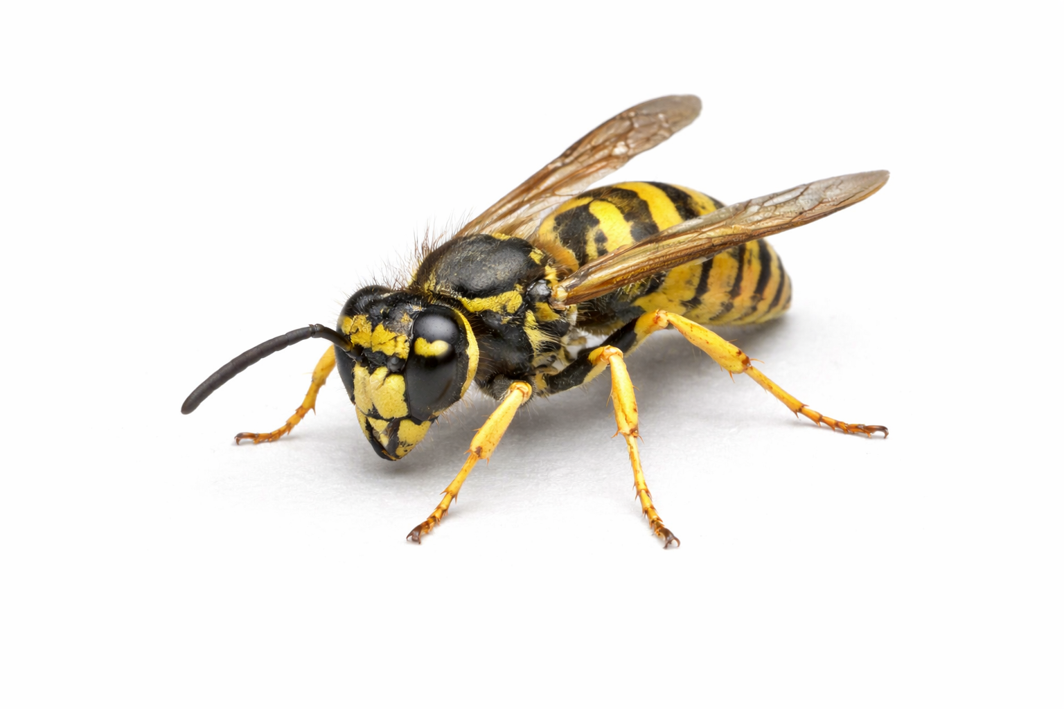 wasp control in metro detroit