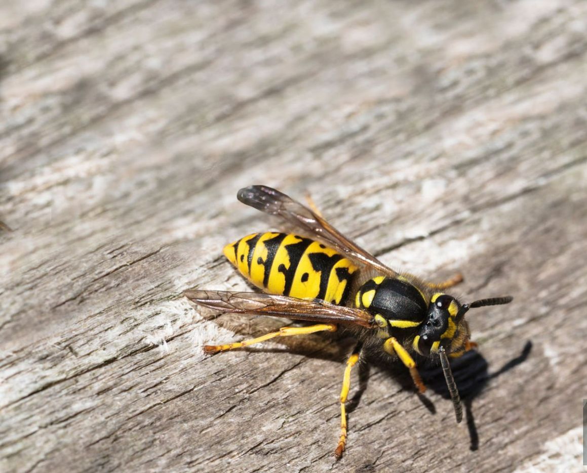Yellow Jacket
