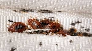 Bed Bug