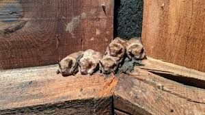 Bat Flying