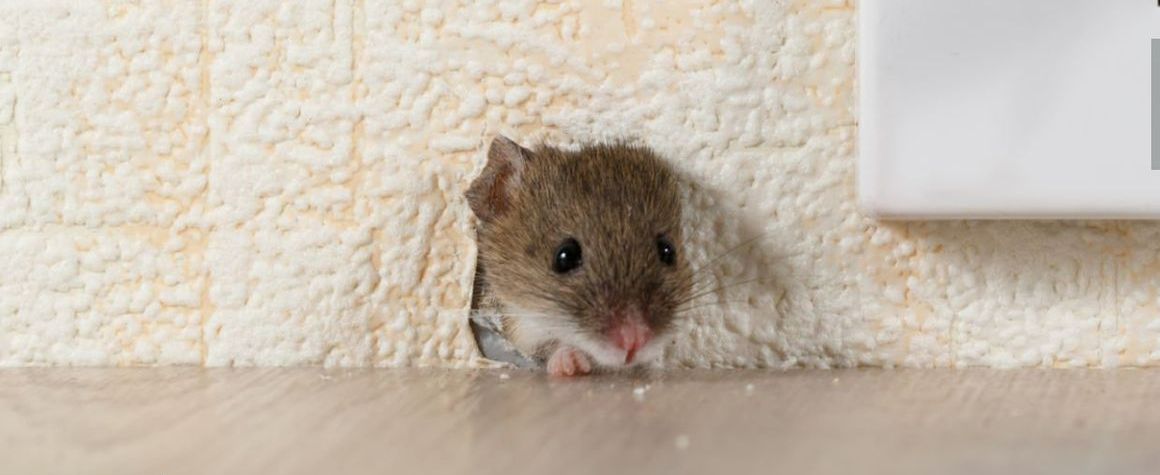 Mouse in wall