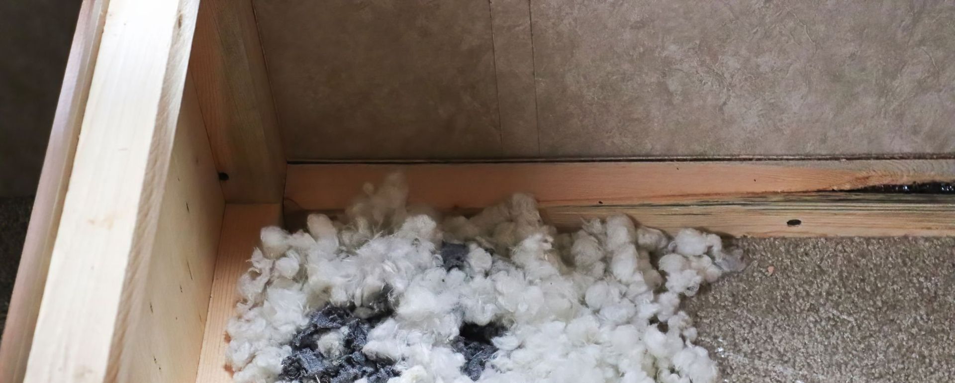 mouse nest