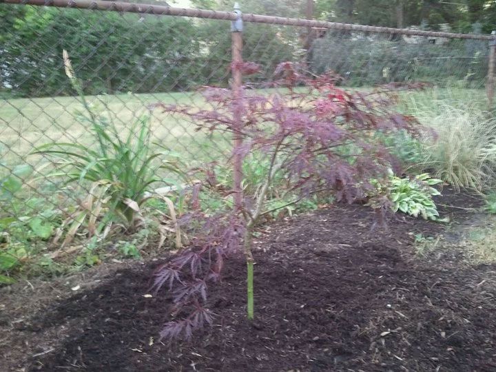 residential lawncare