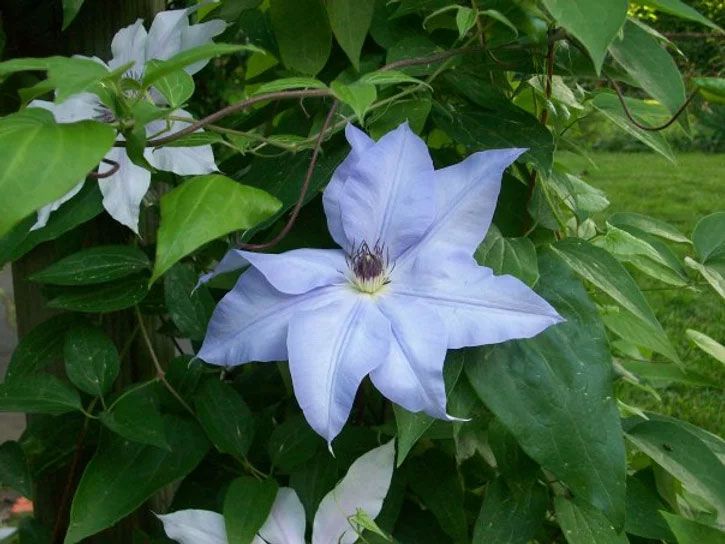 close up of flower