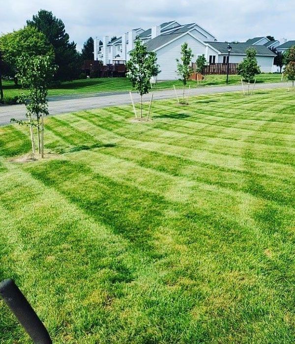 beautifully mowed residential lawn