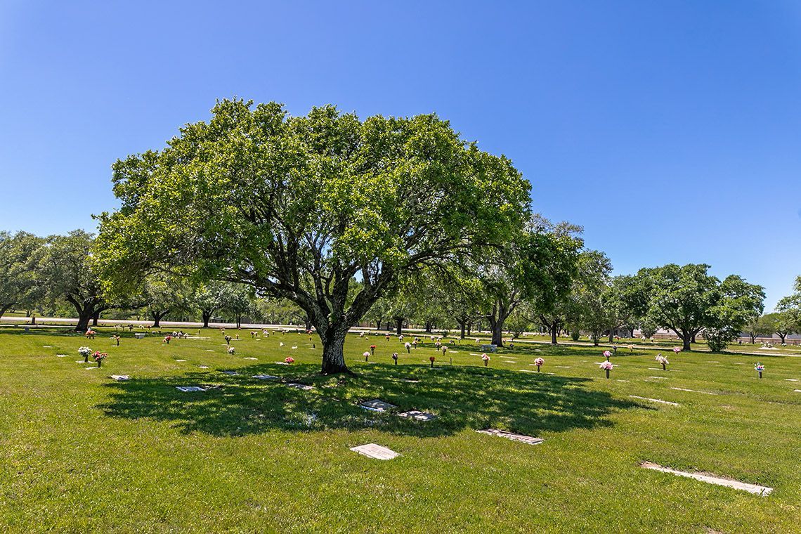 There is a large tree in the middle of a cemetery.