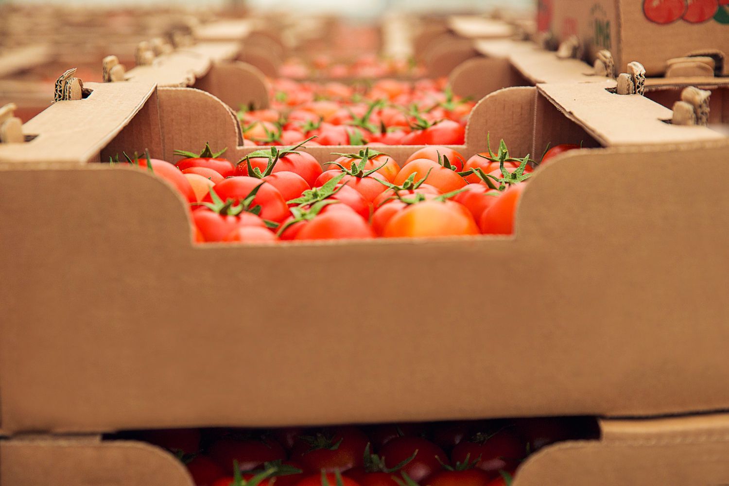 Cajas de cartón llenas de tomates rojos frescos con tallo, dispuestos en filas.