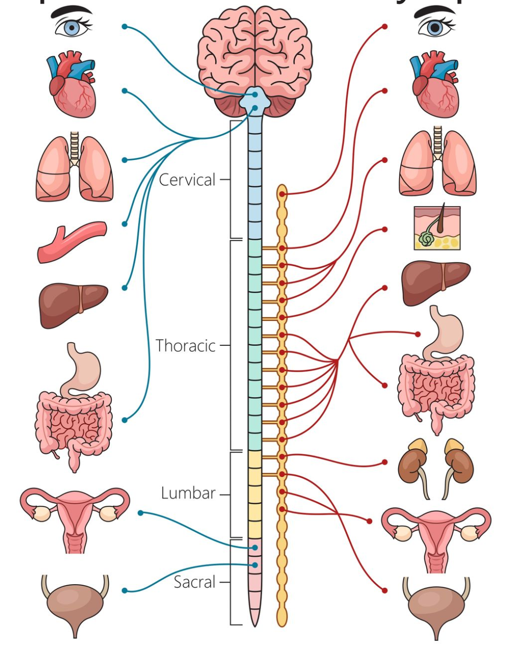 nervous system workshop melbourne