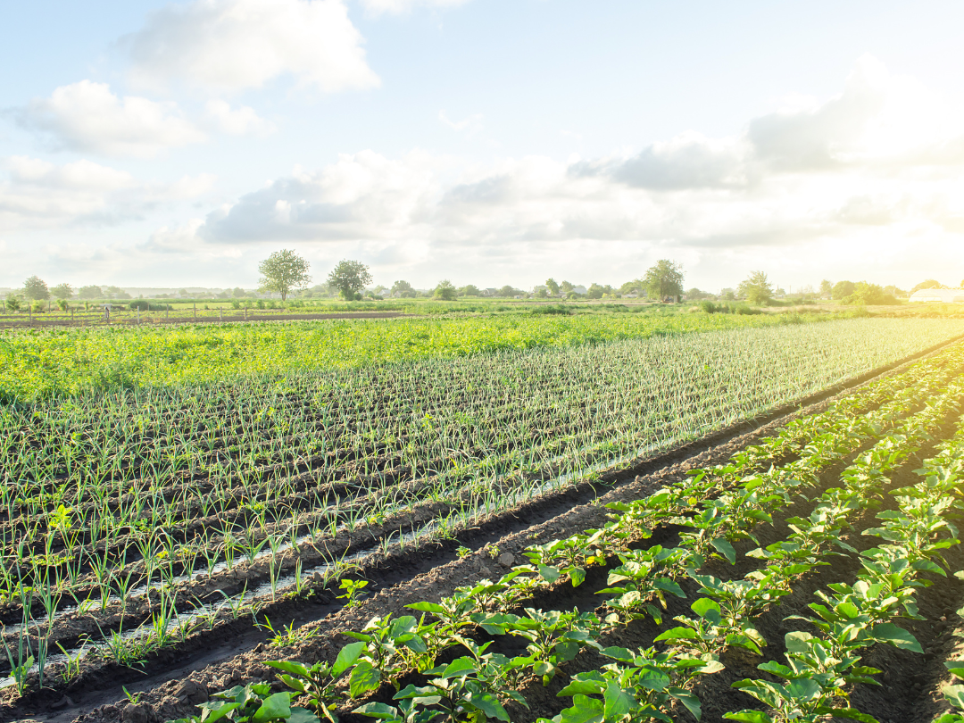 large farmland with green crops