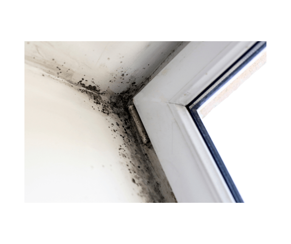 Aqua Periit Restoration and Mold Remediation and Mold Removal